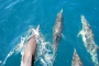 Круиз с дельфинами 