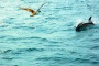 Круиз с дельфинами 