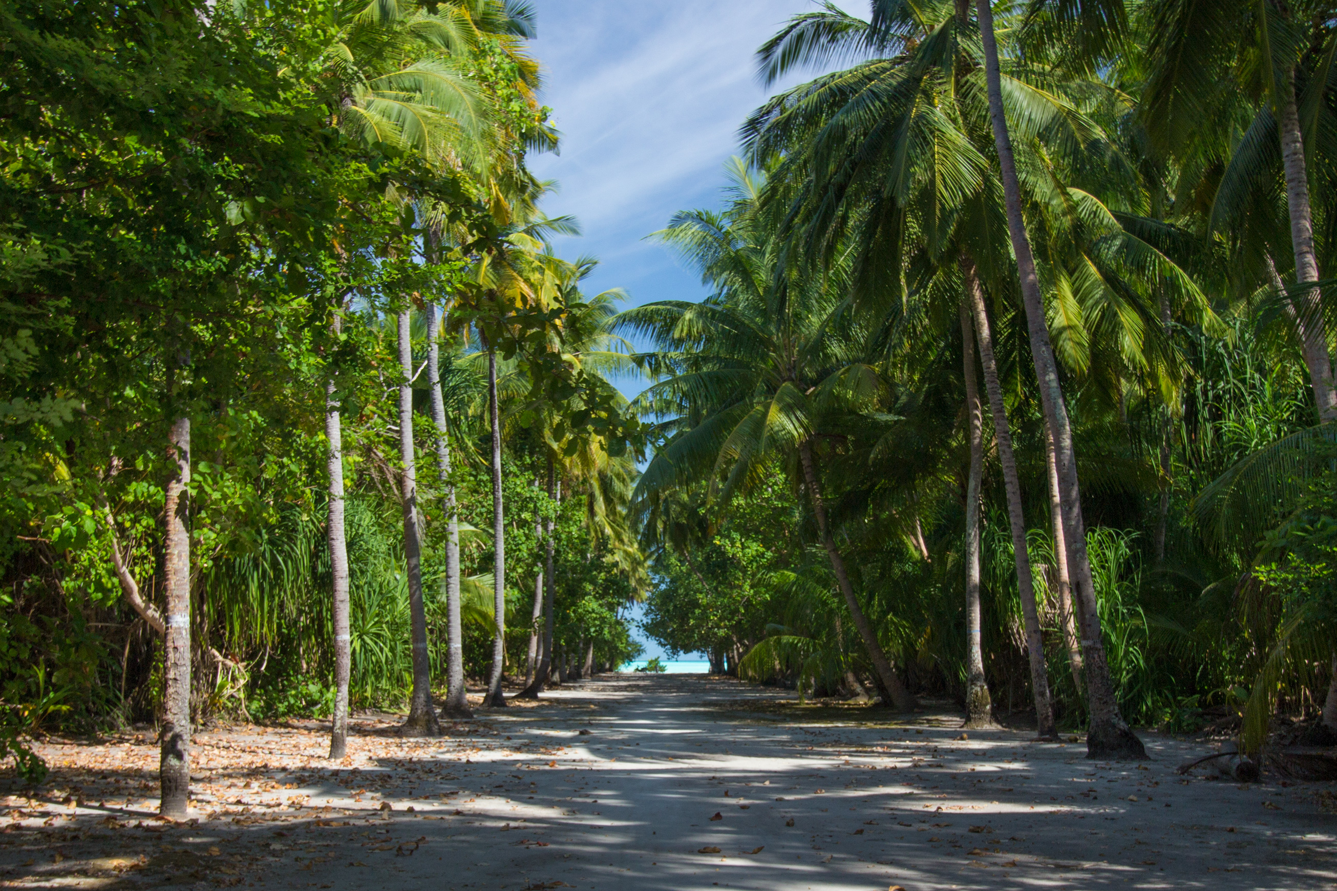 Пальмовая аллея на острове Фуладу на Мальдивах