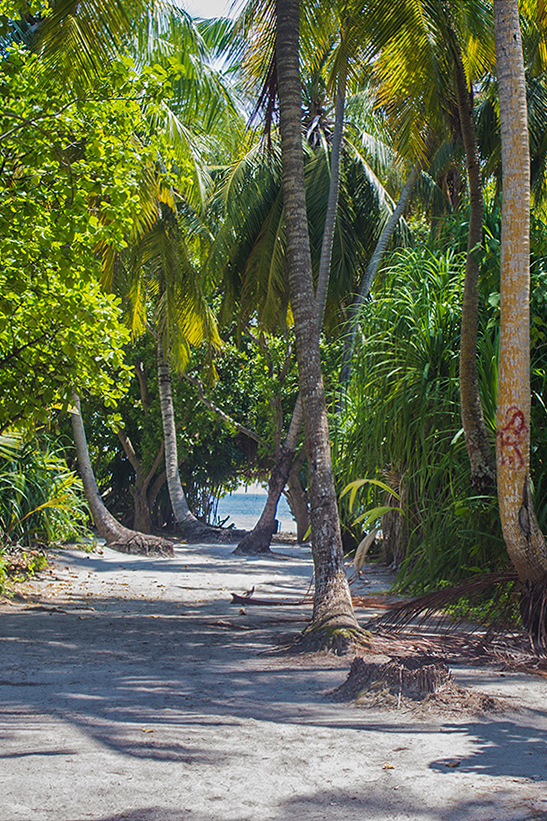Пальмы на Мальдивах